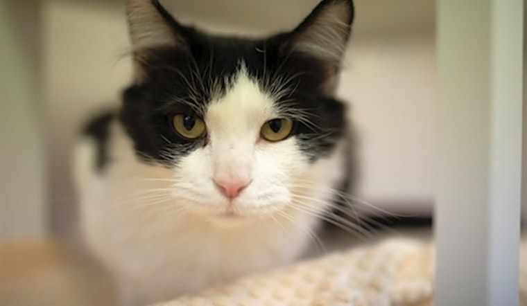 3 lovable cats to adopt in Columbus