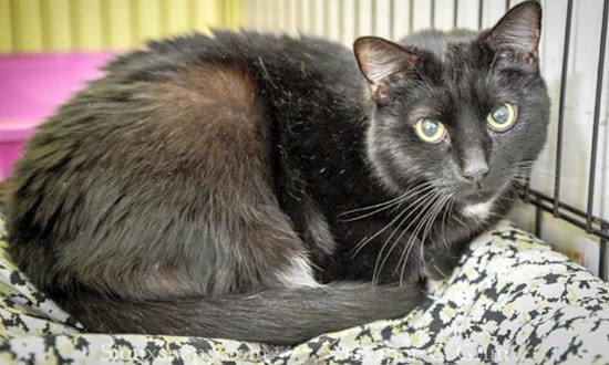 6 furry felines to adopt now in New Orleans