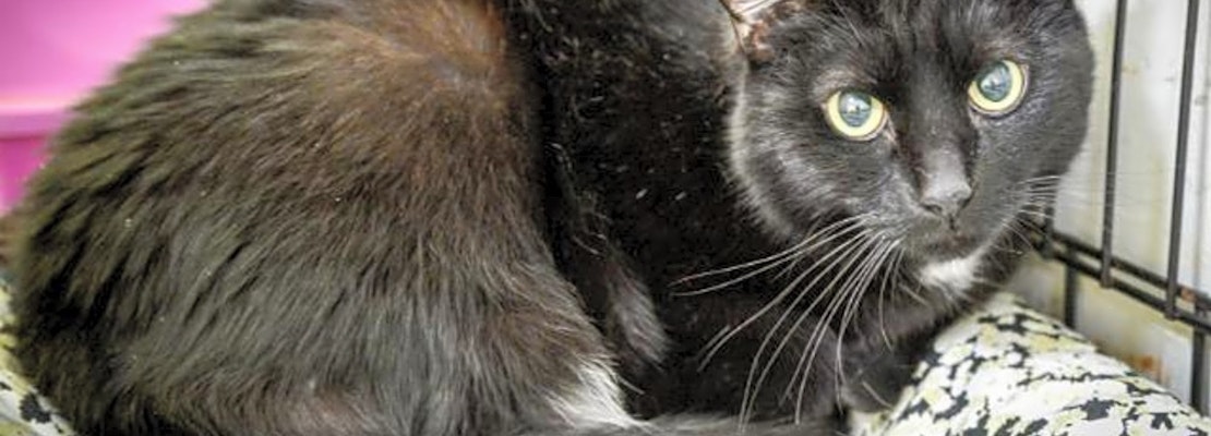 6 furry felines to adopt now in New Orleans