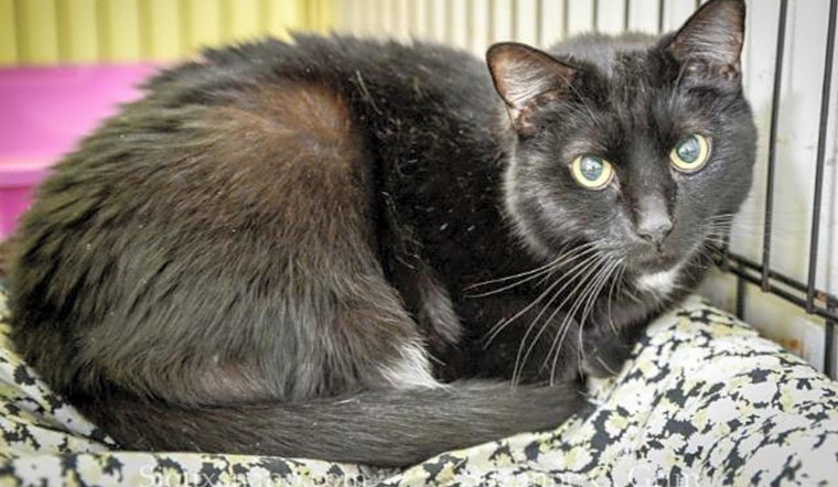 6 furry felines to adopt now in New Orleans