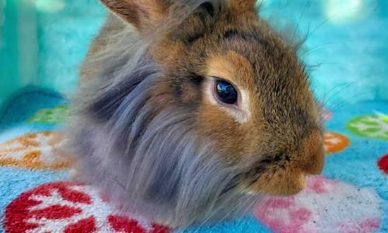 7 lovable rabbits to adopt in San Diego