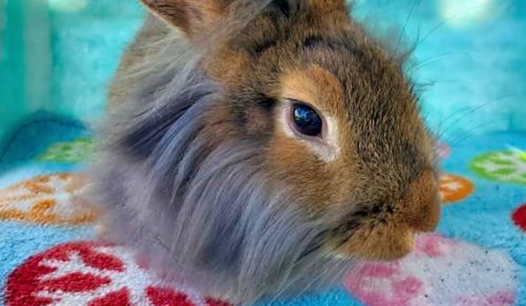 7 lovable rabbits to adopt in San Diego