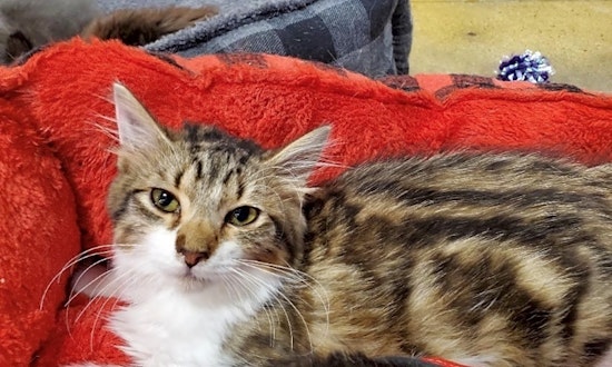 These Atlanta-based felines are up for adoption and in need of a good home