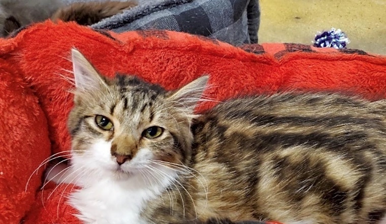These Atlanta-based felines are up for adoption and in need of a good home