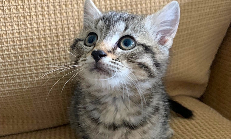 Looking to adopt a pet? Here are 4 cuddly kittens to adopt now in Philadelphia