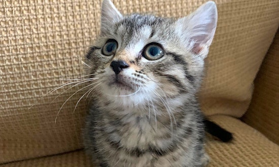 Looking to adopt a pet? Here are 4 cuddly kittens to adopt now in Philadelphia