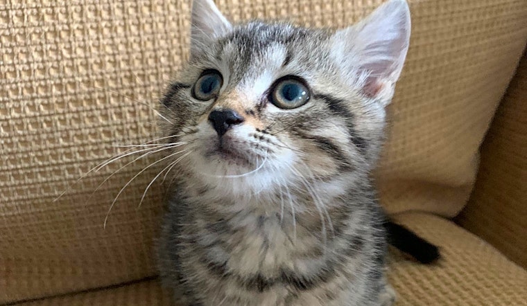 Looking to adopt a pet? Here are 4 cuddly kittens to adopt now in Philadelphia