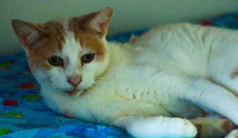 These Tucson-based felines are up for adoption and in need of a good home