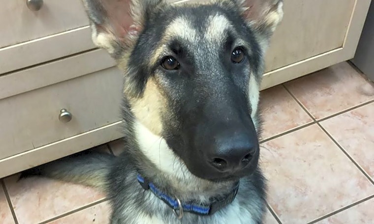 Looking to adopt a pet? Here are 6 perfect puppies to adopt now in Plano