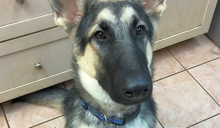 Looking to adopt a pet? Here are 6 perfect puppies to adopt now in Plano