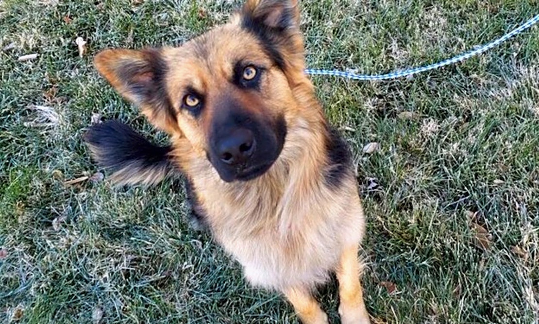These Colorado Springs Based Canines Are Up For Adoption And In Need