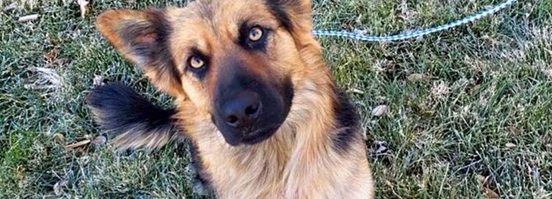 These Colorado Springs Based Canines Are Up For Adoption And In Need