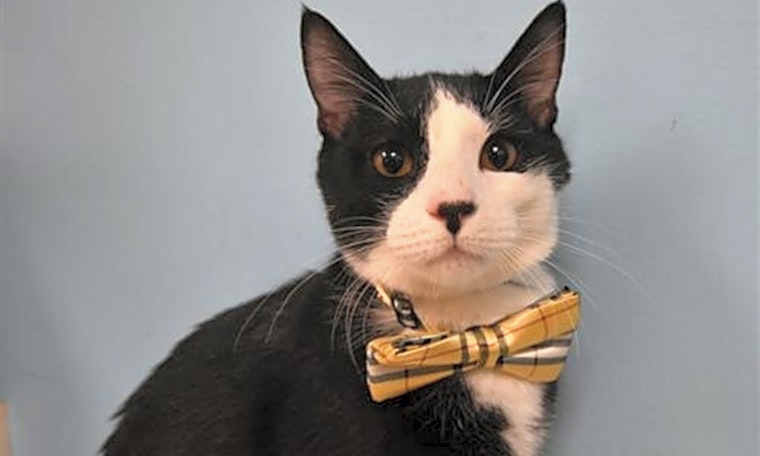 These Portland-based kitties are up for adoption and in need of a good home