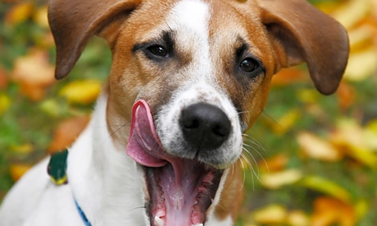 6 perfect puppies to adopt now in Chicago