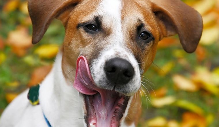 6 perfect puppies to adopt now in Chicago