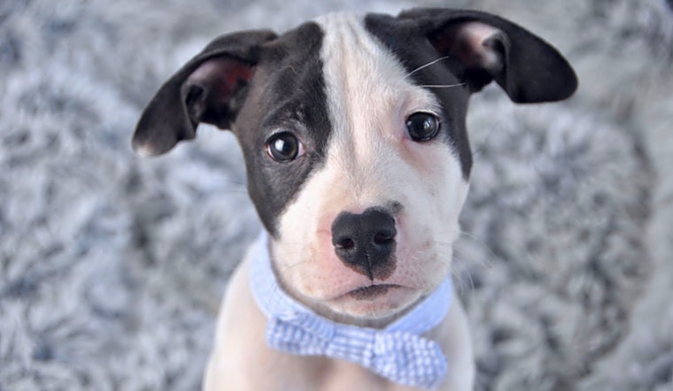These Kansas City-based puppies are up for adoption and in need of a good home