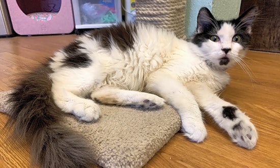 7 cool kitties to adopt now in Las Vegas