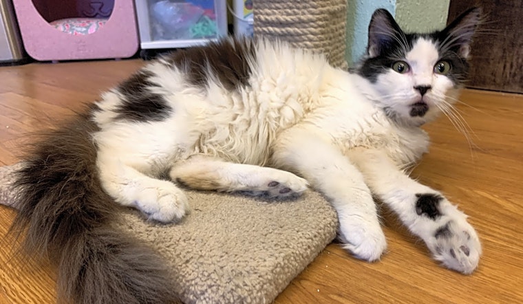 7 cool kitties to adopt now in Las Vegas