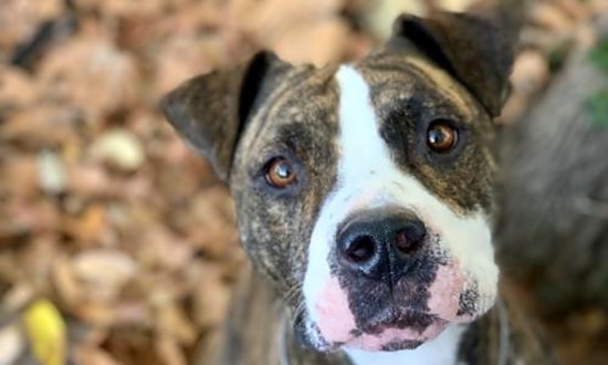 Looking to adopt a pet? Here are 3 cuddly canines to adopt now in Oakland