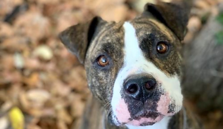 Looking to adopt a pet? Here are 3 cuddly canines to adopt now in Oakland