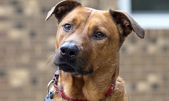 Looking to adopt a pet? Here are 7 lovable pups to adopt now in Durham