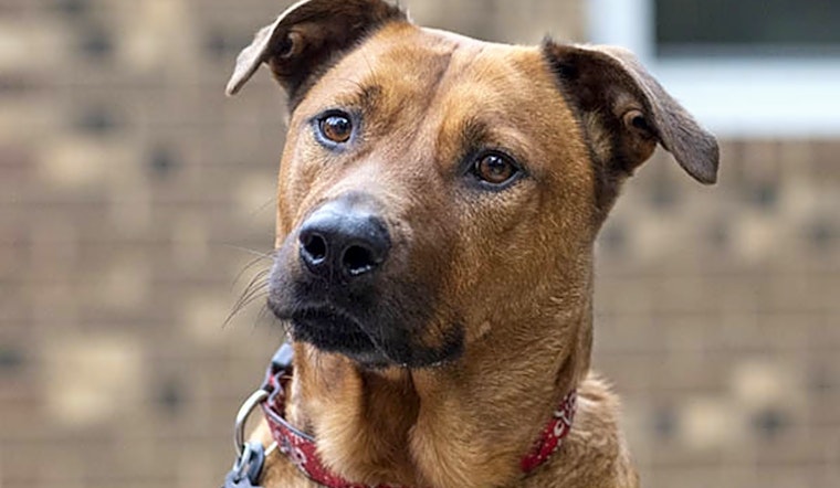 Looking to adopt a pet? Here are 7 lovable pups to adopt now in Durham