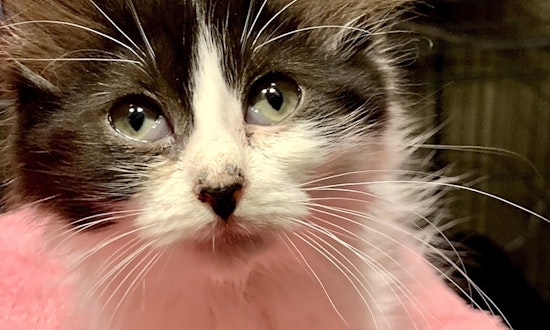 Always wanted a kitten? Here are 7 fluffy felines to adopt now in Dallas