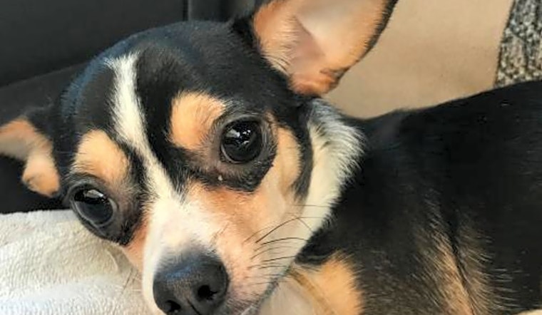 Want to adopt a pet? Here are 7 lovable pups to adopt now in St. Louis