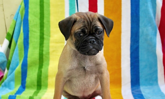 These Los Angeles-based puppies are up for adoption and in need of a good home