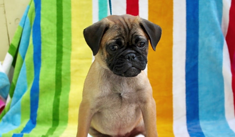 These Los Angeles-based puppies are up for adoption and in need of a good home