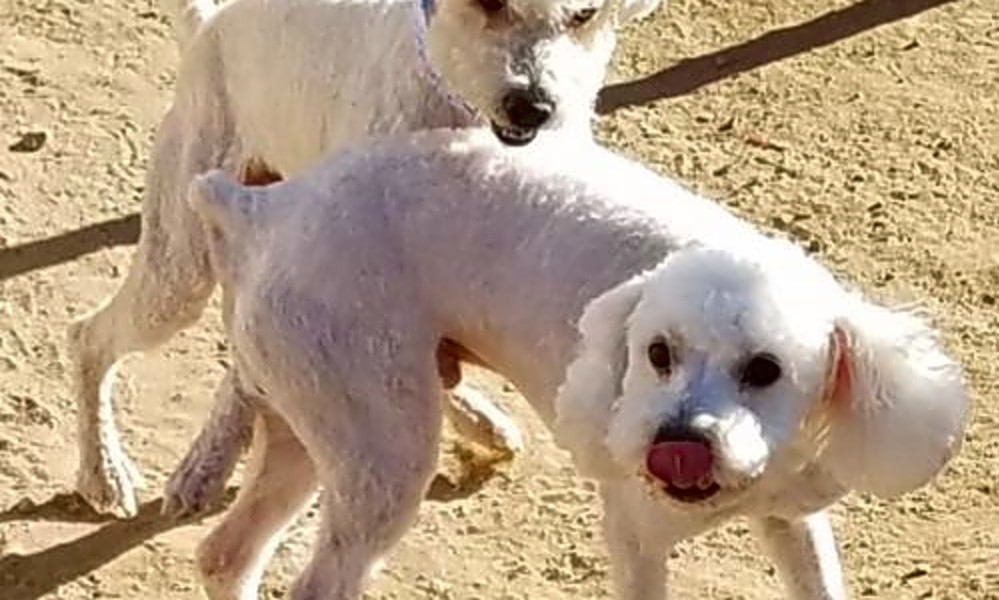 These Phoenixbased dogs are up for adoption and in need of a good