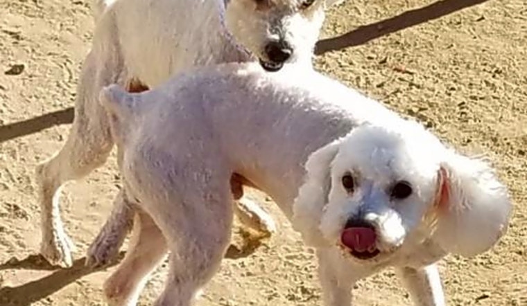 These Phoenix-based dogs are up for adoption and in need of a good home