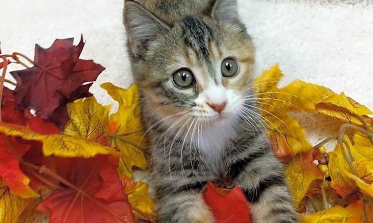 Looking to adopt a pet? Here are 6 fluffy felines to adopt now in Raleigh