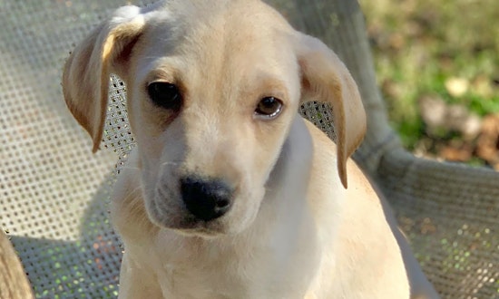 Want to adopt a pet? Here are 6 perfect puppies to adopt now in Cincinnati