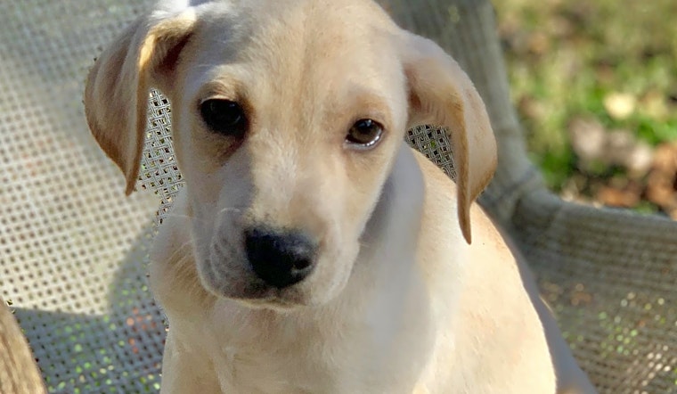 Want to adopt a pet? Here are 6 perfect puppies to adopt now in Cincinnati