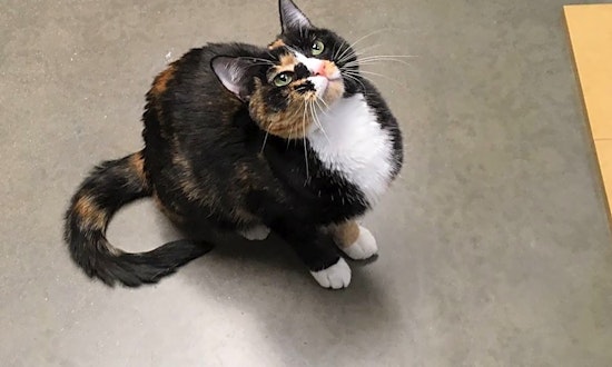 Want to adopt a pet? Here are 3 cute kitties to adopt now in Mesa