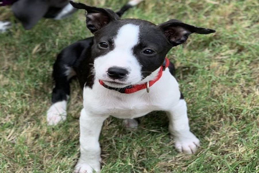 puppies needing good homes