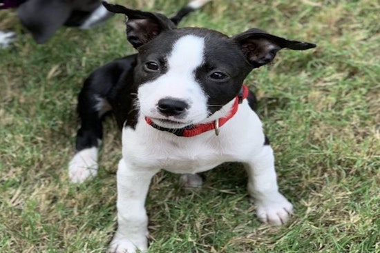 These Austin-based puppies are up for adoption and in need of a good home