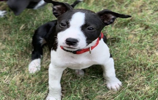 These Austin-based puppies are up for adoption and in need of a good home