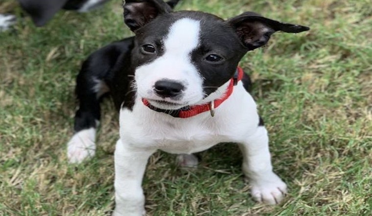 These Austin-based puppies are up for adoption and in need of a good home