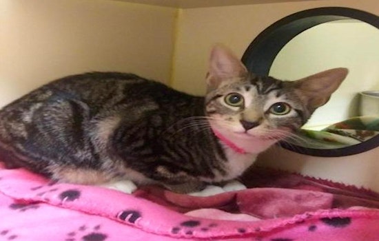 These El Paso-based cats are up for adoption and in need of a good home