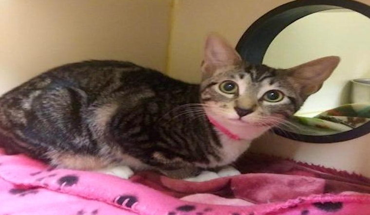 These El Paso-based cats are up for adoption and in need of a good home