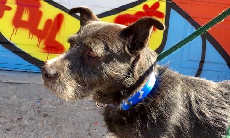 6 cuddly canines to adopt now in Denver
