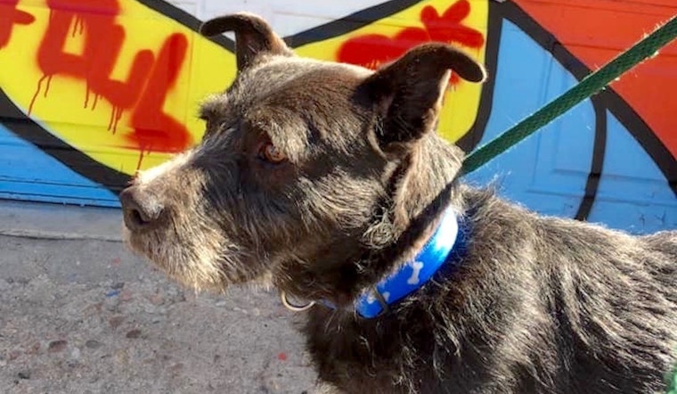 6 cuddly canines to adopt now in Denver