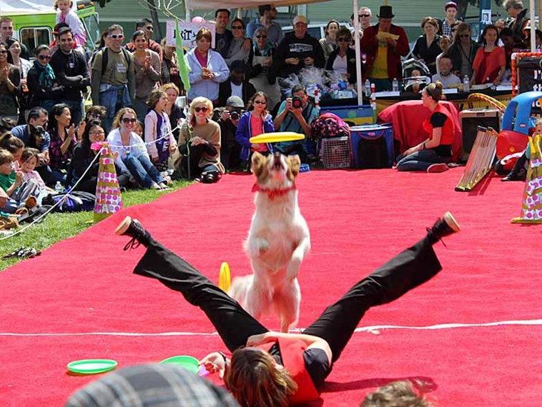 Dogfest Is Coming