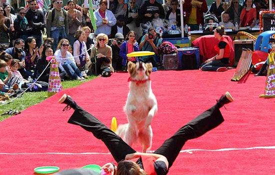 Dogfest Is Coming