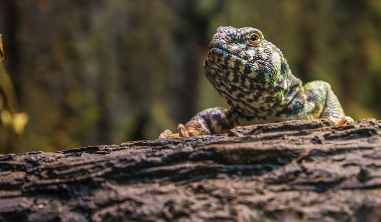 Top Jacksonville news: Historic motor hotel destroyed in fire; reptile show this weekend; more