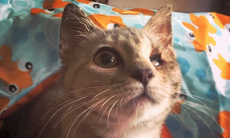 These Sacramento-based cats are up for adoption and in need of a good home