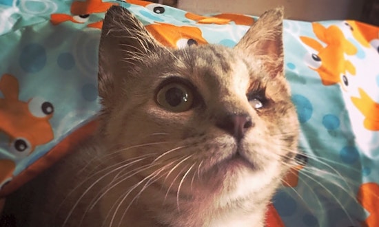 These Sacramento-based cats are up for adoption and in need of a good home