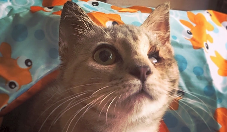 These Sacramento-based cats are up for adoption and in need of a good home